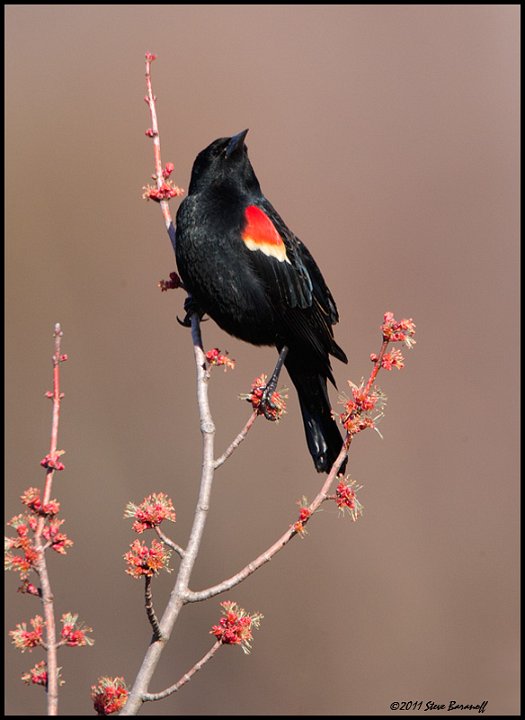 _1SB6571 red-winged blackbird.jpg